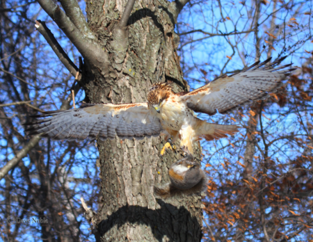 Red Tailed Squirrel Parachute by Dave Noble