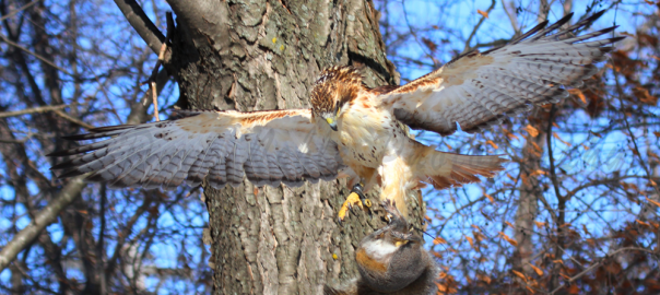 Red Tailed Squirrel Parachute